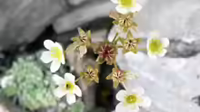 Saxifraga paniculata
