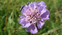 Scabiosa columbaria