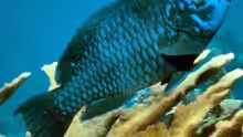 Scarus coelestinus