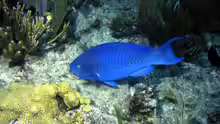 Scarus coeruleus