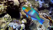 Scarus ferrugineus