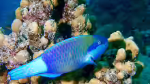Scarus frenatus