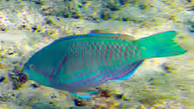 Scarus globiceps
