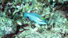 Scarus iseri