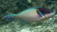 Scarus oviceps