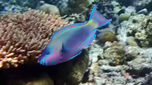 Scarus psittacus