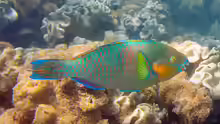 Scarus rivulatus