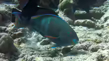 Scarus russelii
