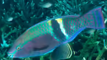 Scarus schlegeli