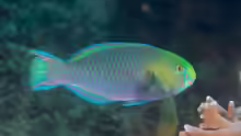 Scarus spinus