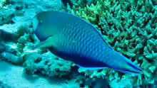 Scarus viridifucatus