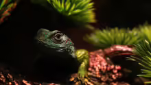 Sceloporus malachiticus