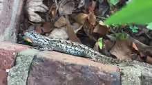 Sceloporus undulatus