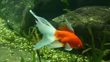 Schleierschwanz Goldfisch
