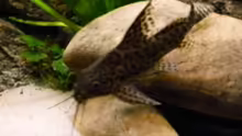 Synodontis nigrita