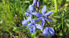 Scilla bifolia