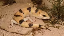 Scincopus fasciatus