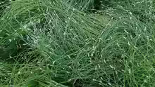 Scirpus cernuus
