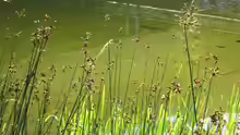 Scirpus lacustris