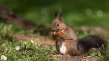 Sciurus vulgaris
