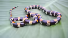 Scolecophis atrocinctus