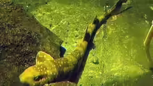 Scyliorhinus torazame