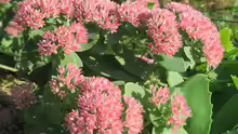 Sedum telephium
