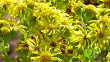 Senecio jacobaea