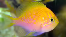 Serranocirrhitus latus