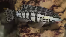 Serranus tigrinus