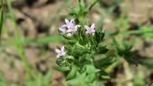 Sherardia arvensis