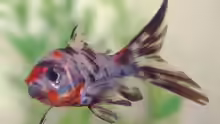 Shubunkin