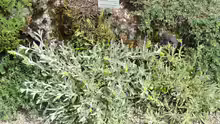 Sideritis scardica