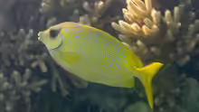Siganus corallinus