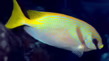Siganus doliatus