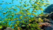 Siganus fuscescens