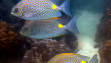 Siganus guttatus