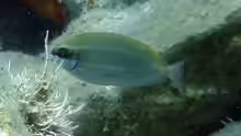 Siganus luridus