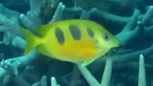 Siganus trispilos