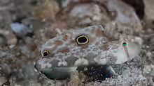 Signigobius biocellatus