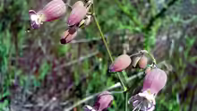 Silene vulgaris