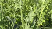 Silybum marianum