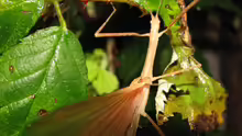Sipyloidea sipylus