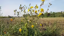 Sonchus arvensis