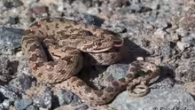 Spalerosophis diadema