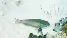 Sparisoma aurofrenatum