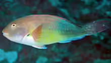 Sparisoma choati