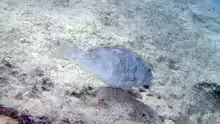 Sparisoma chrysopterum