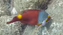 Sparisoma cretense