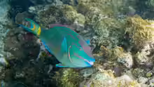 Sparisoma viride